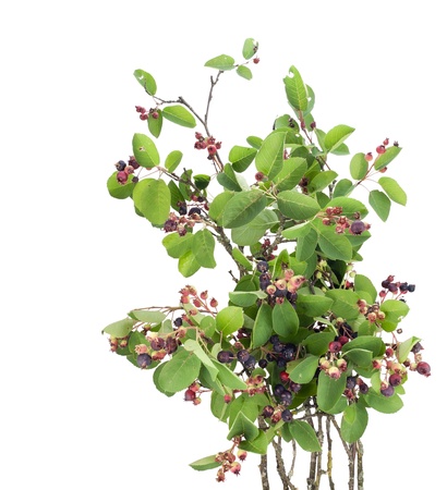Red and  blue berries on a bush  branches  isolated on white, selective focusの写真素材