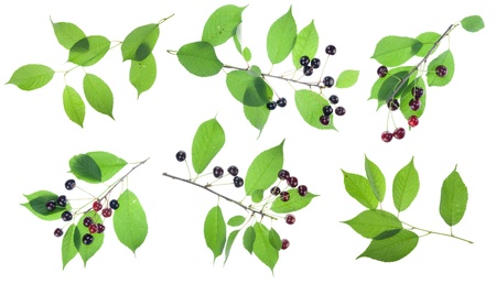Black red cherries  branches  with berriws and leaves set isolated