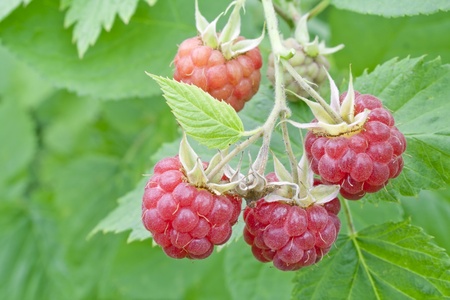 Real wild forest  raspberry berries on branches with leaves background, strong selective focus