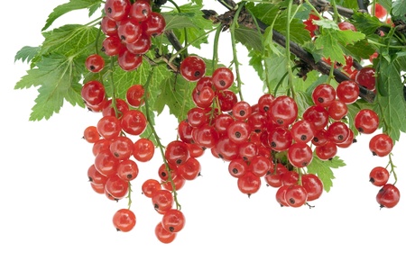 Clusters of berries of a ripe red currant hang on a branch isolated
