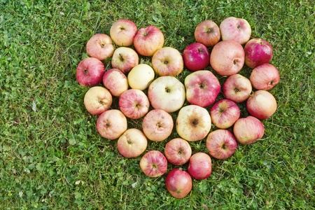 Herat from red yellow real autumn garden  apples on green grassの写真素材