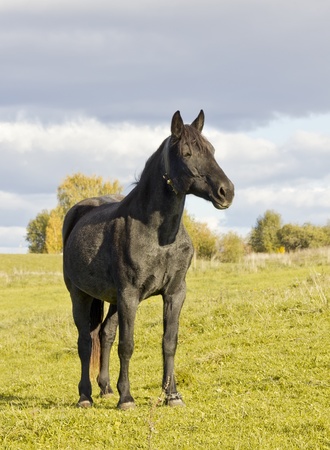 Portrait of a sad black  old horse against an autumn sunny yellow landscape. Selective focusの写真素材