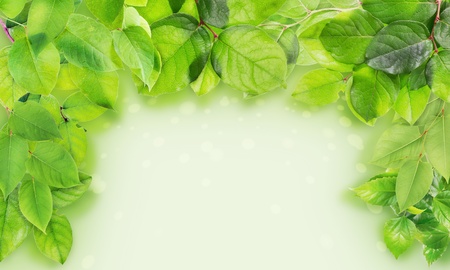 Green branches and leaves  isolated frame big collage