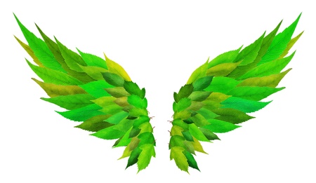 Wings from green leaves cillage concept isolated
