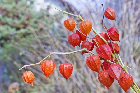 Red inflorescences of Physalis Alkekengi (Chinese Lantern) bush branches. It is similar to  loving hearts. On autumn forest  background. Selective focusの写真素材