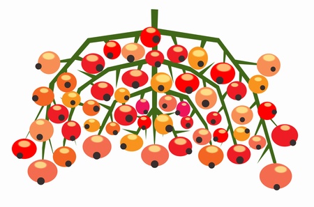 Bunch of ripe red berries of mountain ash illustrationの写真素材