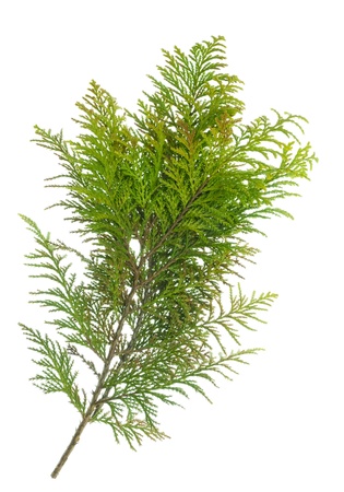 Very prickly yellow green pine bush branch isolatedの写真素材