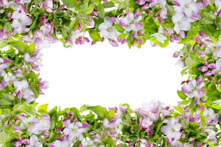 Pink spring apple tree fresh  flowers frame composition isolated の写真素材