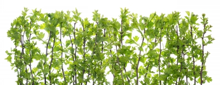 Isolated green fence from   hawthorn branches with leaves 