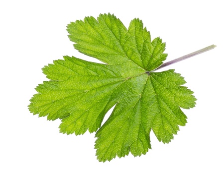 Isolated big fresh green leaf from summer plantの写真素材