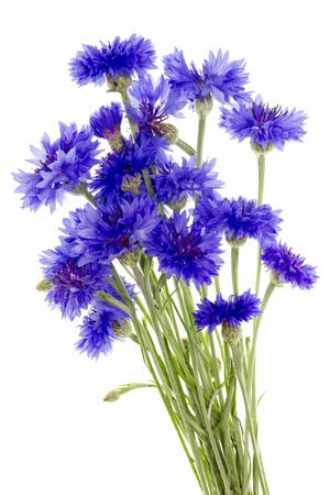 Gentle blue cornflowers bush macro. Isolated on white.の写真素材