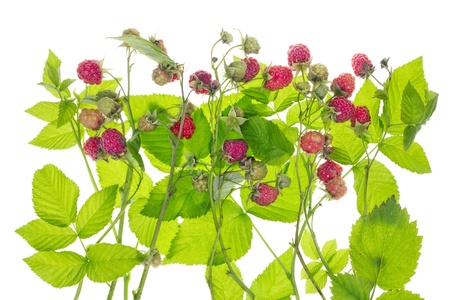 Raspberry summer bush with red ripe berries isolated  concept