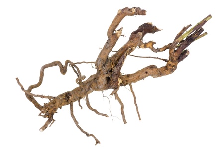 Root raspberry bush like a lobster - isolated Halloween conceptの写真素材