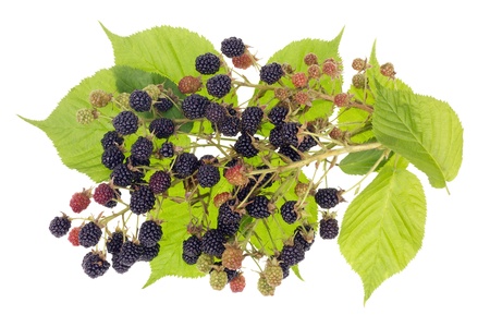 blackberries berry bush concept with fruits and leaves. Isolated