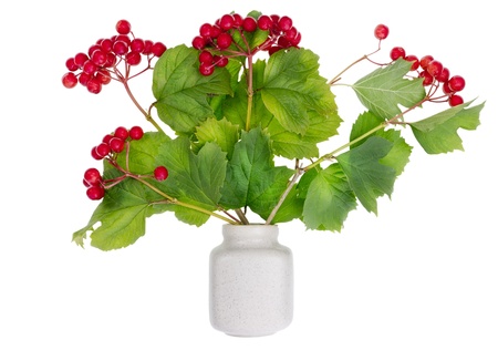 minimalistic  bouquet number 8 - Russian viburnum autumn red  berries on branches  in ceramic pot vase isolated. Selective focusの写真素材