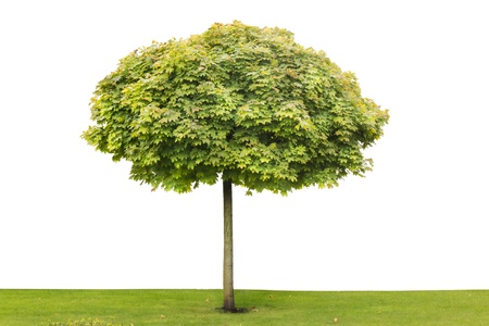 Maple decorative small city park tree grow on lawn - isolated. Selective focusの写真素材