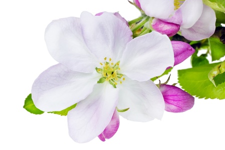 Apple tree spring  flower super macro isolated syudio shot front view. Strong soft selective art focusの写真素材