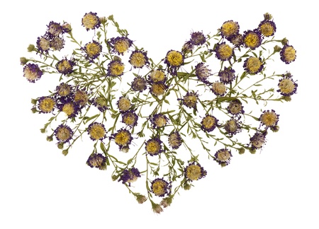Heart from dry dead chrysanthemums flowers isolated plant death conceptの写真素材