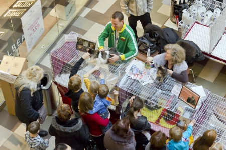 International exhibition and sale of purebred cats. Vilnius, Lithuania, in November 2012.  Children want to pet a furry cat. On the host animal's green jersey with Lithuanian symbols. View from the topのeditorial素材