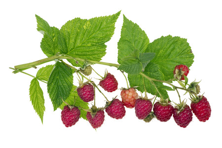 Perfect, just cut off a branch with ripe raspberry macro.  Isolated on white