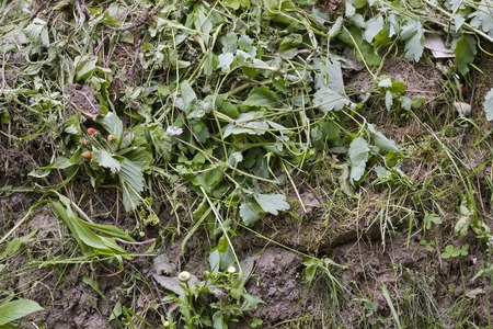 Rotten grass on a compost soil  garbage heap backgroundの写真素材