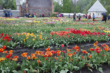 VILNIUS, LITHUANIA - MAY, 2014: Festival of spring tulips in the small Lithuanian Burbiskio village in May 11, 2014. Presented more than 340 varieties of tulips from around the world. Soft art focusのeditorial素材