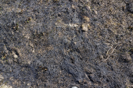 Burned black yellow grass texture background closeupの写真素材