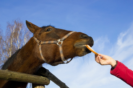 The red horse eats a bread  from hands of the person. The pleasure concept.の写真素材