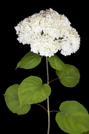 Mourning concept. Lonely branch of a white terry flower  isolated on  black background