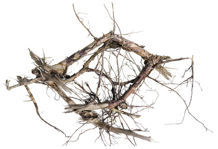 Wooden abracadabra concept. Dry death trees root isolated