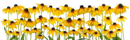 Yellow coneflower (echinacea) on bed  big   isolated on white  lineの写真素材