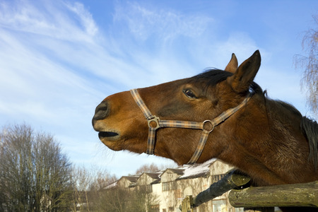 Red horse neighs against a blue winter sky. Sunny day. Selective art focusの写真素材