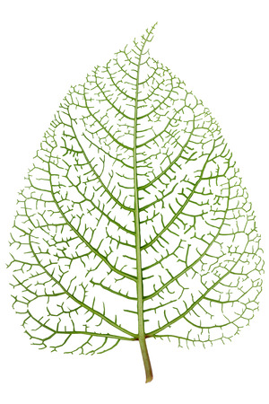 Green real live summer leaf skeleton veins isolated macro abstract  concept. Contains patchesの写真素材
