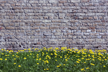 Old yellow bricks wall and dandelions spring urban backgroundの写真素材