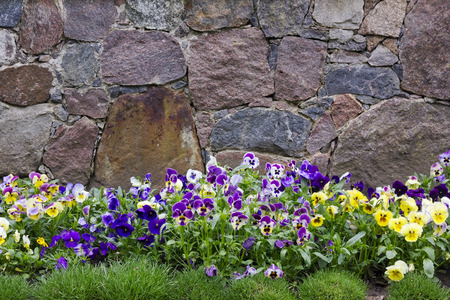 Wall of granite stones and pansies flowers outdoor background. Cloudy dayの写真素材