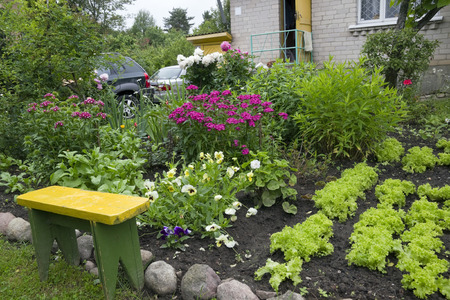 Poor European rural  village garden in rainy day. It is a lot of flowers and green saladのeditorial素材