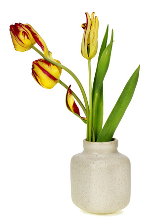 Three strange red yellow tulips in ceramic pot isolated macroの写真素材