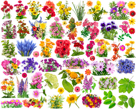 Big set of the isolated floral design elements for collages. All full size images you  find in my portfolio.の写真素材