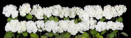 Mourning cemetery concept. Big line of white terry flowers isolated on  black background