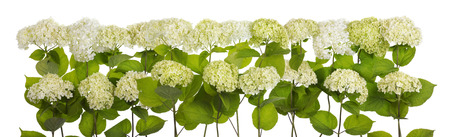 Isolated tragic mourning white and green magnificent clusters of flowers big line