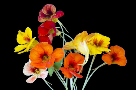 Red and yellow nasturtium for Halloween collages isolated on black. Soft art macro focusの写真素材