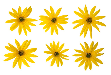 Yellow mini sunflowers set isolated on white