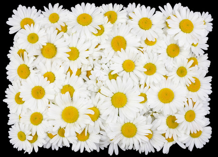 Tragic square funeral buttonhole from white daisies flowers. Isolated on blackの写真素材