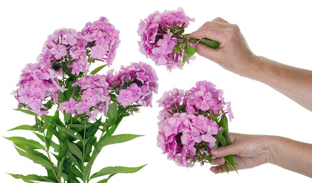 Harvesting of buds and flowers of pink fragrant phloxes.  Plants are used in the cosmetic industry.  Isolated concept with farmer handsの写真素材