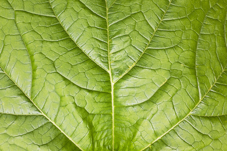 Central part of a huge leaf of garden vegetable pumpkin macro backgroundの写真素材