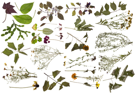 Sluggish dry and sick plants big isolated setの写真素材