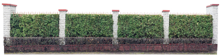 Long fence with columns from white bricks, a steel lattice and filling from coniferous plants. Isolated with patch panoramic collageの写真素材