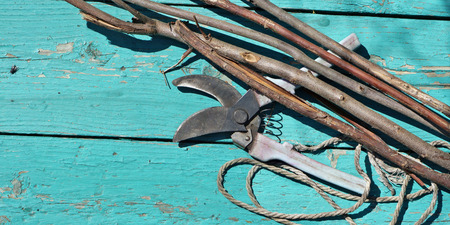 Sunny still life with a pruner, rope and branches on a green aged cracked tableの写真素材