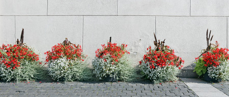 Summer city installation- pots with white and red flowers stand on a granite pavement near the building wall. Sunny day panoramic collageの写真素材