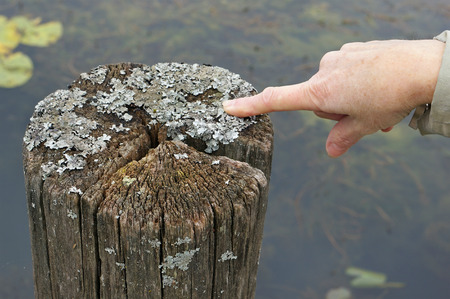 It is a gray lichen that grows on a rotten old tree near a forest lake. The finger of the right hand of the elderly grandmother points to the center of the composition. Real soft focus autumn shotの写真素材